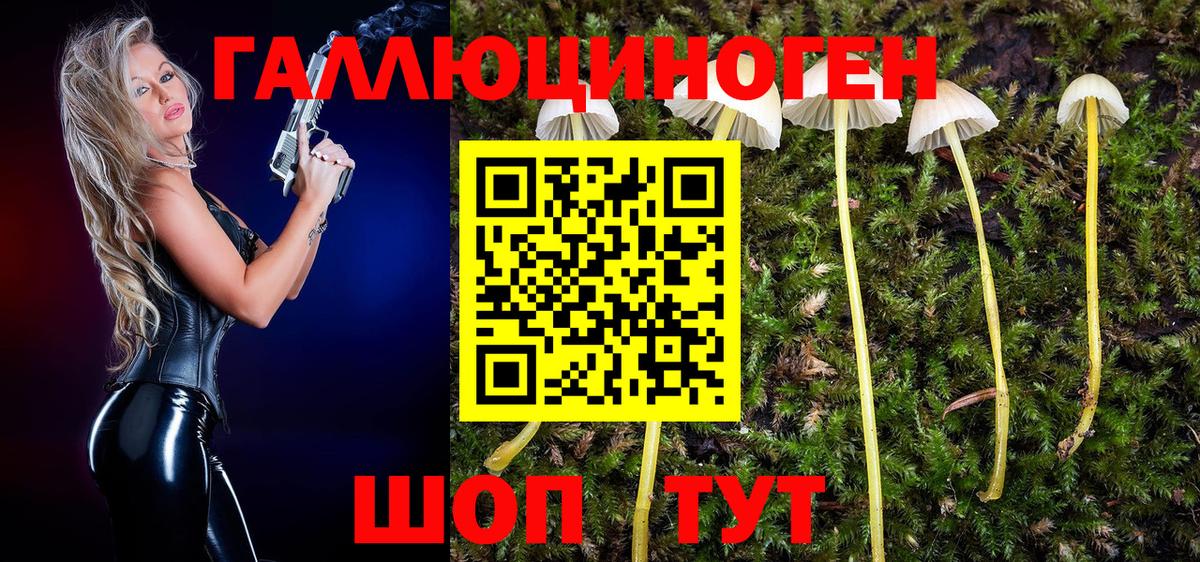 Галлюциногенные грибы Psilocybine cubensis  Железногорск 